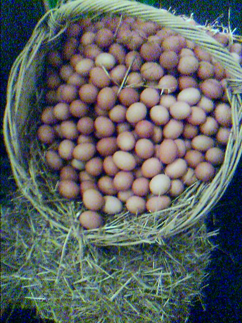 Eggs in basket.jpg